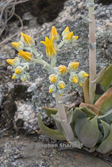 dudleya cymosa ssp cymosa 4 graphic